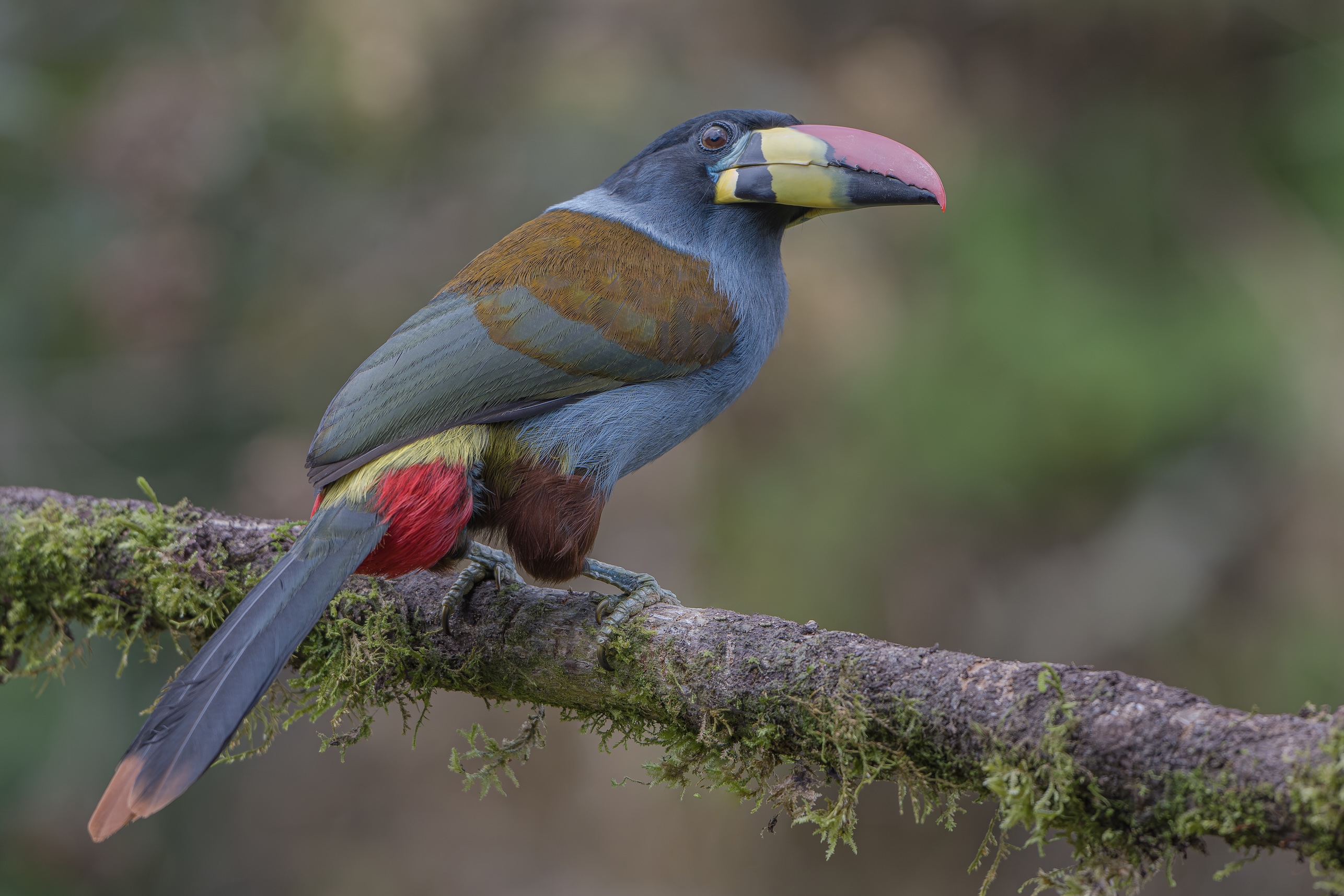 PARROTS OF THE CENTRAL ANDES 3D - 2N